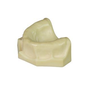 modelo anatómico para odontología 1