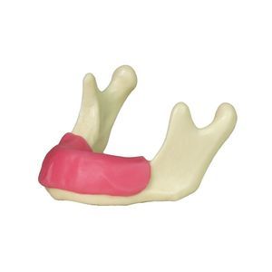 modelo anatómico de mandíbula 1