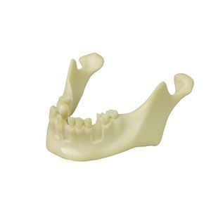 modelo anatómico de mandíbula 1