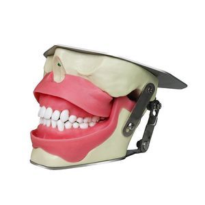 modelo anatómico para odontología 1