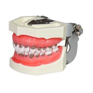 modelo anatómico de dientes 1
