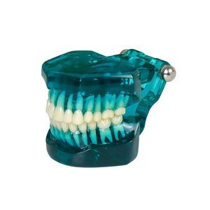 modelo anatómico de dientes 1
