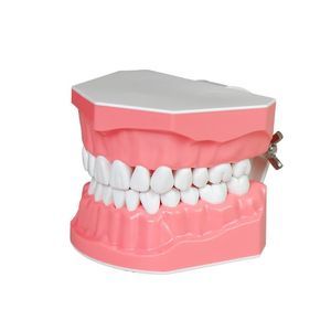 modelo anatómico de dentadura 1