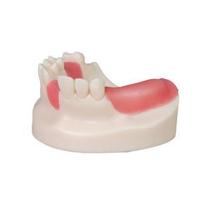 modelo anatómico de dientes 1