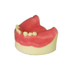 modelo anatómico para odontología 1