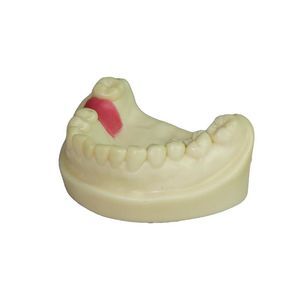 modelo anatómico de dientes 1