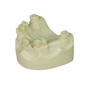 modelo anatómico de dientes 1