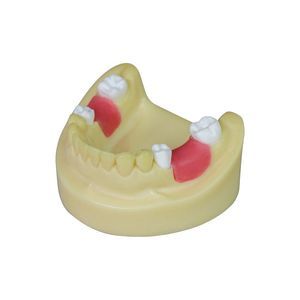 modelo anatómico para odontología 1