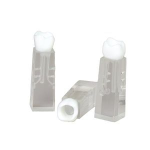 modelo anatómico de dientes 1