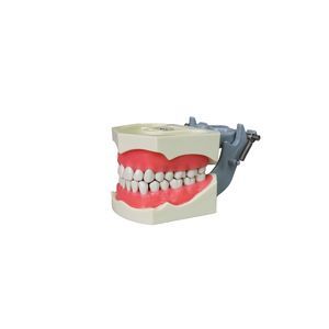modelo anatómico de dentadura 1