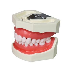 modelo anatómico de dientes 1