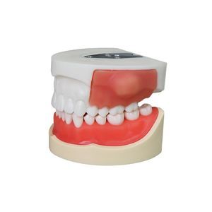 modelo anatómico de dientes 1