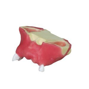 modelo anatómico de seno 1
