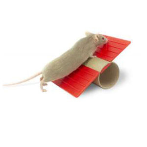 dispositivo de enriquecimiento animal