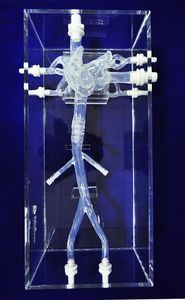 modelo anatómico de vena cava 1