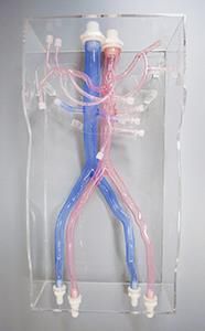 modelo anatómico de arteria 1