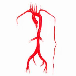 modelo vascular de arteria 1