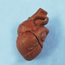 modelo anatómico de corazón