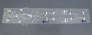 modelo vascular para neurología