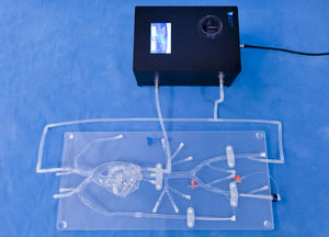 modelo anatómico de arterias coronarias 1