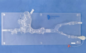 modelo vascular cardíaco