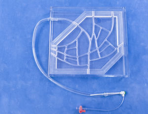 modelo anatómico de arterias coronarias 1