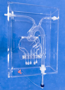 modelo anatómico de arterias coronarias 1