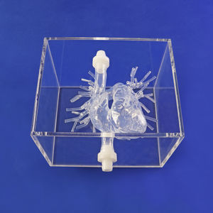 modelo anatómico de arteria 1