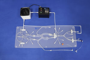 modelo vascular para neurología