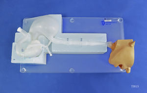 modelo anatómico de cabeza 1