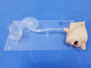modelo anatómico de cabeza 1