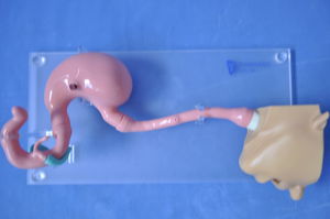 modelo anatómico de cabeza 1