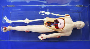modelo anatómico de cuerpo entero