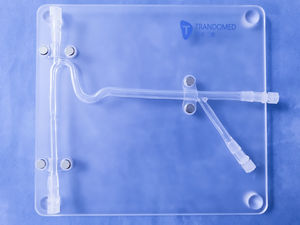 modelo vascular de arteria carótida 1
