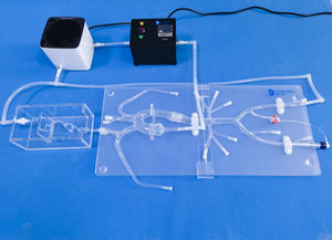 modelo anatómico intracraneal