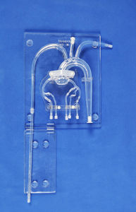 modelo anatómico de arterias coronarias 1