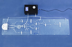 modelo vascular para acceso vascular