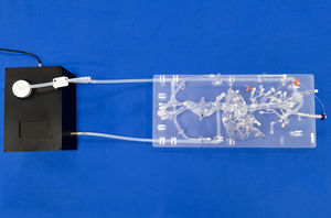 modelo vascular abdominal 1