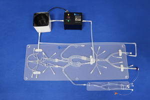 modelo vascular cerebral 1