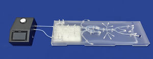modelo vascular del polígono de Willis 1