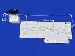modelo vascular de cerebro 1