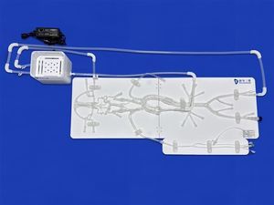 modelo vascular intracraneal 1