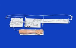 modelo vascular de cuerpo entero 1