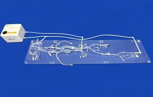 modelo vascular de cuerpo entero 1