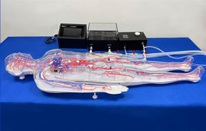modelo vascular de cuerpo entero 1