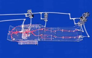 modelo vascular de cuerpo entero 1