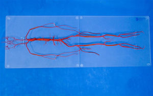 modelo vascular de cuerpo entero 1