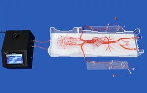 modelo vascular de angiografía 1