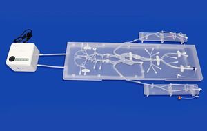 modelo vascular de arteria carótida 1