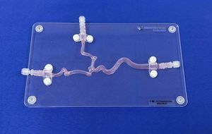modelo anatómico de arteria carótida